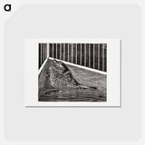 Bird in the Corner of a Cage
 - サミュエル ジェスルン Postcard.