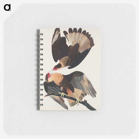 アートメモ帳-Brasilian Caracara Eagle from Birds of America
 - アメリカの鳥たち Memo.