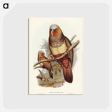 アートポストカード-Prince of Essling's Parrot
 - オーストラリアの鳥 Postcard.