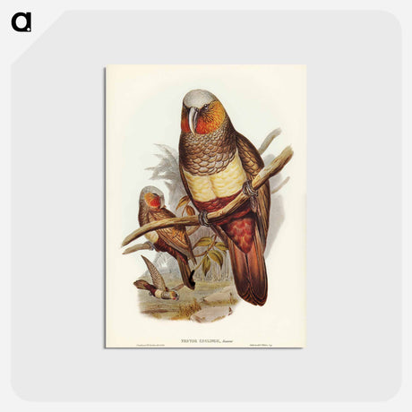 アートポストカード-Prince of Essling's Parrot
 - オーストラリアの鳥 Postcard.