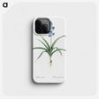 1-100_The-Lilies_phone