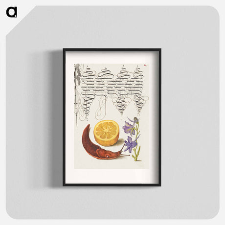 アートポスター-Sour Orange, Terrestrial Mollusk, and Larkspur from Mira Calligraphiae Monumenta
 - 書道のお手本 Poster.