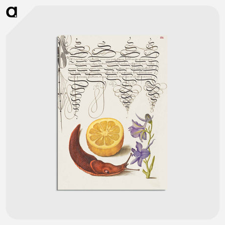 アートポストカード-Sour Orange, Terrestrial Mollusk, and Larkspur from Mira Calligraphiae Monumenta
 - 書道のお手本 Postcard.