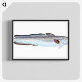 1-100_The-Natural-History-of-British-Fishes_blk-crop