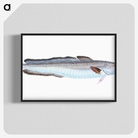 1-100_The-Natural-History-of-British-Fishes_blk-crop