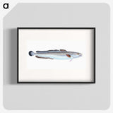 1-100_The-Natural-History-of-British-Fishes_blk