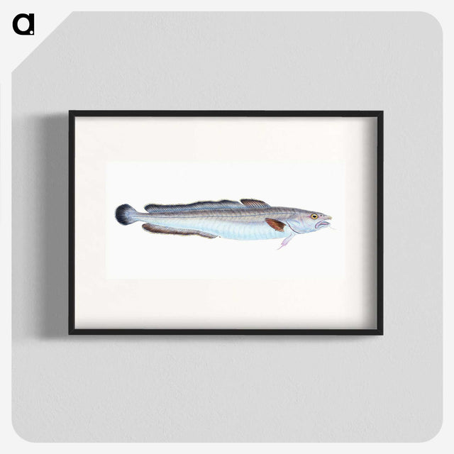 1-100_The-Natural-History-of-British-Fishes_blk