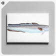 1-100_The-Natural-History-of-British-Fishes_canvas
