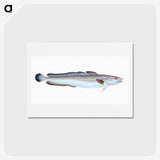 1-100_The-Natural-History-of-British-Fishes_hagaki