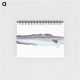 1-100_The-Natural-History-of-British-Fishes_memo