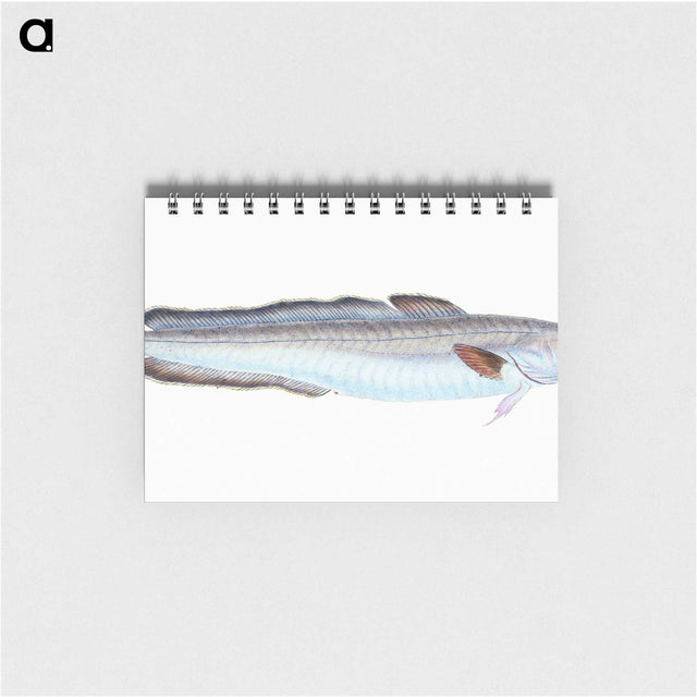 1-100_The-Natural-History-of-British-Fishes_memo
