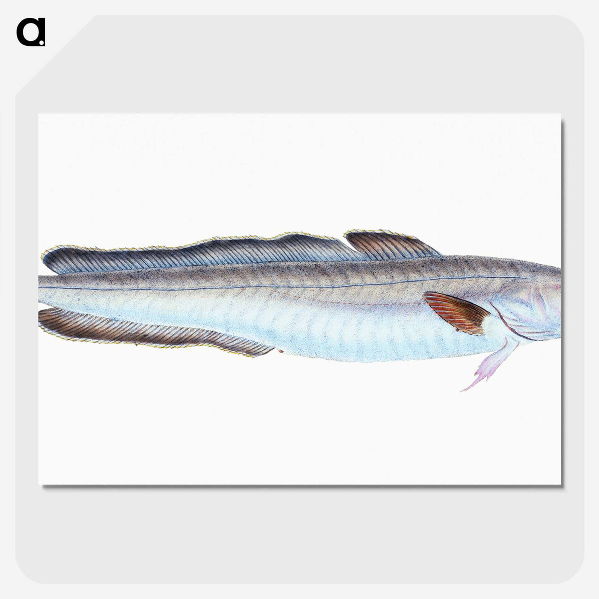 1-100_The-Natural-History-of-British-Fishes_picture-crop