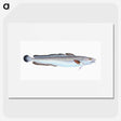 1-100_The-Natural-History-of-British-Fishes_picture