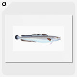 1-100_The-Natural-History-of-British-Fishes_picture