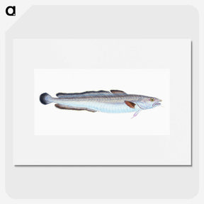 1-100_The-Natural-History-of-British-Fishes_picture