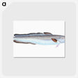 1-100_The-Natural-History-of-British-Fishes_postcard