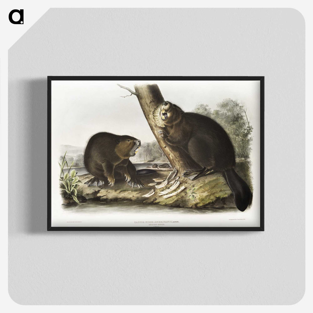 1-100_The-Viviparous-Quadrupeds_blk-crop