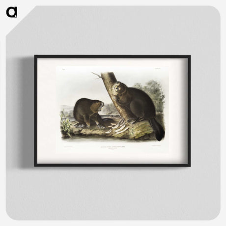 1-100_The-Viviparous-Quadrupeds_blk