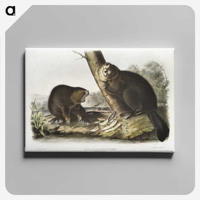 1-100_The-Viviparous-Quadrupeds_canvas