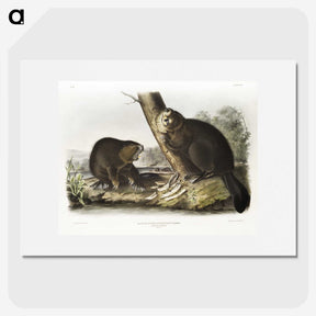 1-100_The-Viviparous-Quadrupeds_picture