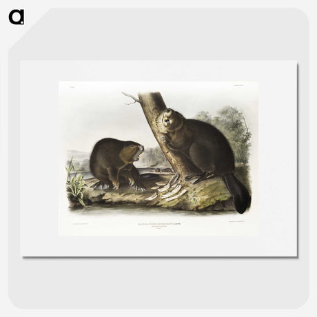 1-100_The-Viviparous-Quadrupeds_picture