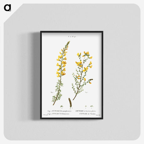 1-100_Treatise-on-Trees-and-Shrubs_blk-crop