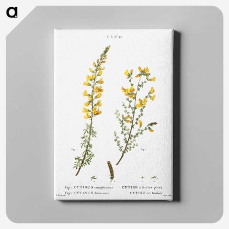 1-100_Treatise-on-Trees-and-Shrubs_canvas