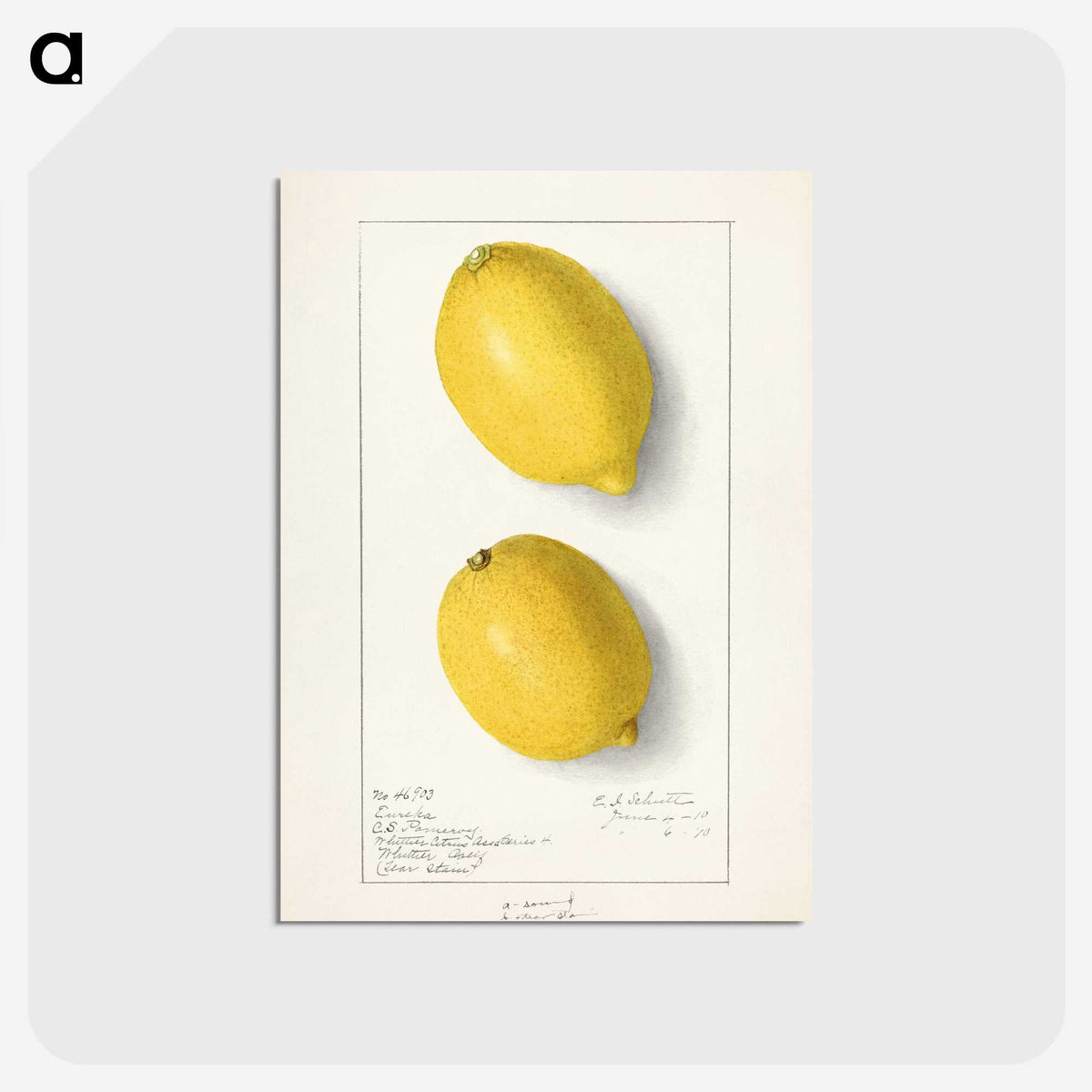1-100_USDA-Watercolor-Fruit-Painting-Collection_postcard