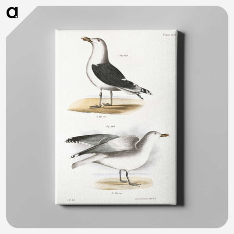 1-100_Zoology-of-New-York_canvas