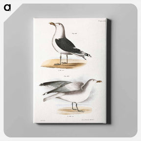アートパネル-Great Black-backed Gull (Larus marinus)  Winter Gull (Larus argentatus) illustration from Zoology of New York by - ニューヨークの動物学 Canvas.