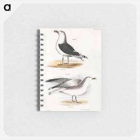アートメモ帳-Great Black-backed Gull (Larus marinus)  Winter Gull (Larus argentatus) illustration from Zoology of New York by - ニューヨークの動物学 Memo.