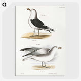 1-100_Zoology-of-New-York_picture-crop