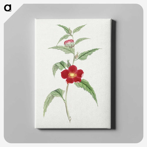 Koji kuwa - 19世紀の日本の花 Canvas.