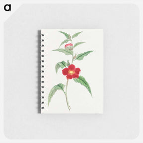 アートメモ帳-Koji kuwa - 19世紀の日本の花 Memo.