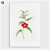 Koji kuwa - 19世紀の日本の花 Poster.