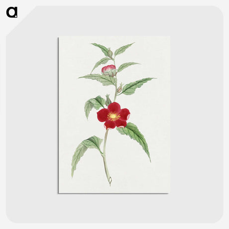 1-10_19th-Century-Japanese-Flowers_postcard