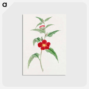 アートポストカード-Koji kuwa - 19世紀の日本の花 Postcard.