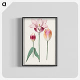 1-10_Anselmus-Boetius-de-Boodt_blk-crop