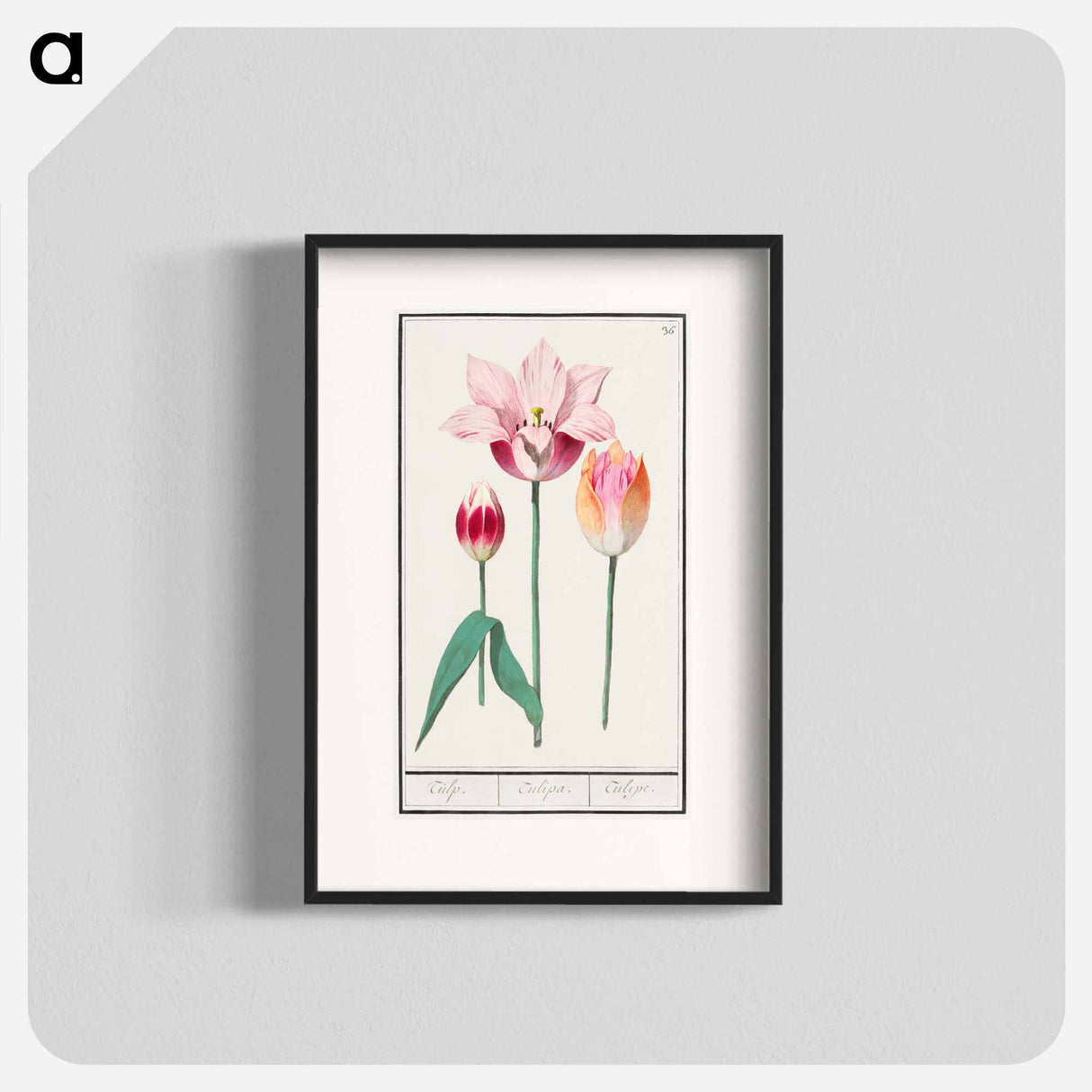 Tulip - アンセルムス ボエティウス デ ブート Poster.