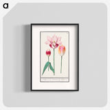 Tulip - アンセルムス ボエティウス デ ブート Poster.