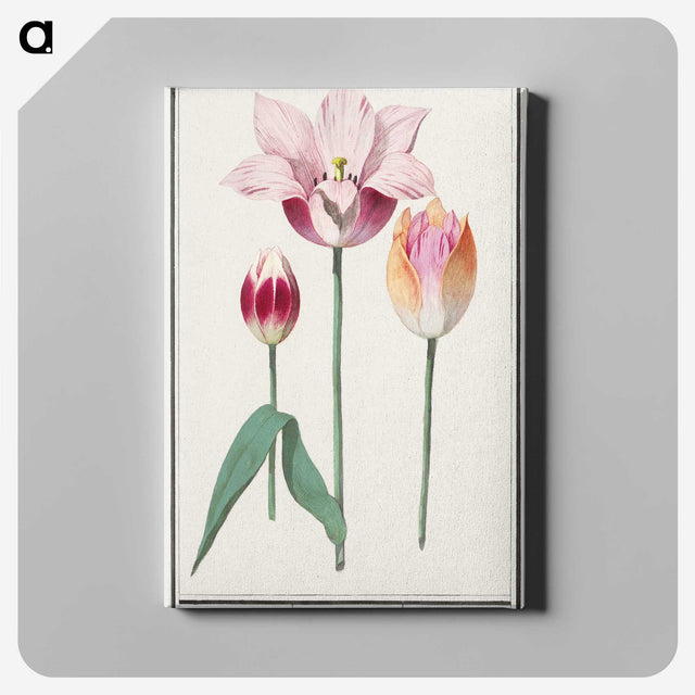 1-10_Anselmus-Boetius-de-Boodt_canvas