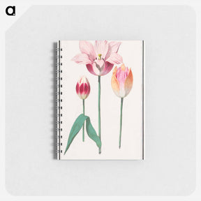 アートメモ帳-Tulip - アンセルムス ボエティウス デ ブート Memo.