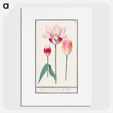 Tulip - アンセルムス ボエティウス デ ブート Poster.