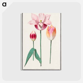 アートポストカード-Tulip - アンセルムス ボエティウス デ ブート Postcard.