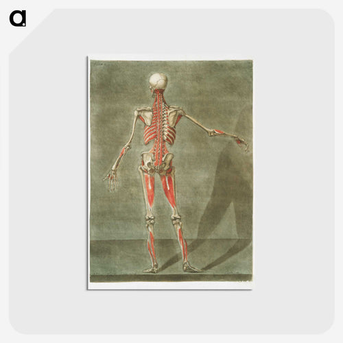 This fascinating collection of anatomical illustrations - アルノルド エロイ ゴーティエ ダゴティ Postcard.
