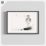 アートポスター-Common Snipe, Illustration from Bijutsu Sekai
 - 美術世界 Poster.