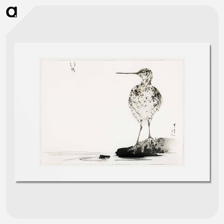 アートポスター-Common Snipe, Illustration from Bijutsu Sekai
 - 美術世界 Poster.