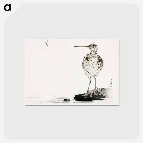 Common Snipe, Illustration from Bijutsu Sekai
 - 美術世界 Postcard.