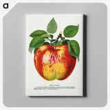 1-10_Botanical-Specimen-Plates_canvas