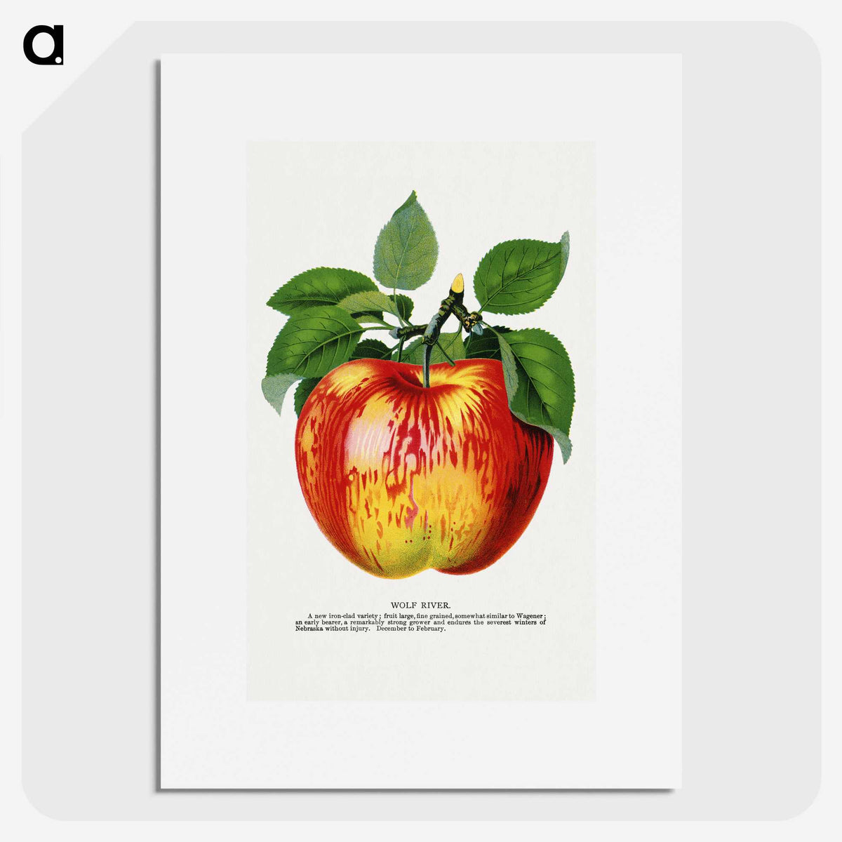 1-10_Botanical-Specimen-Plates_picture